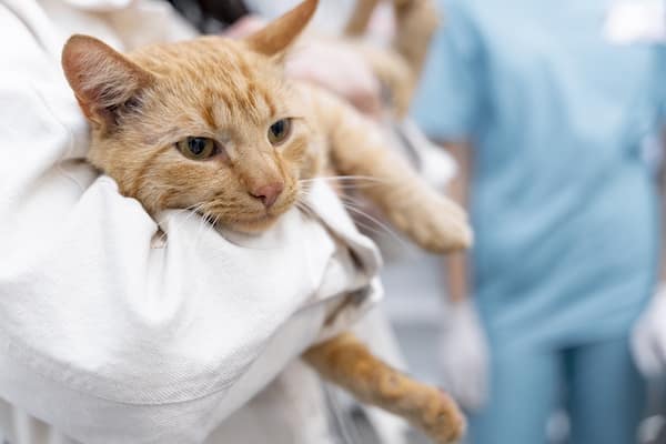 Centro Veterinario Palafruvet, Palafrugell